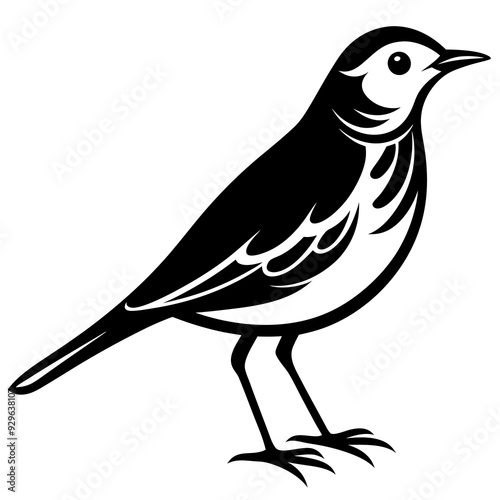 Pipit bird black silhouettes on white background