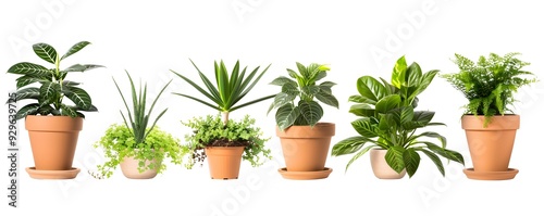 Six potted houseplants with green leaves in terracotta pots