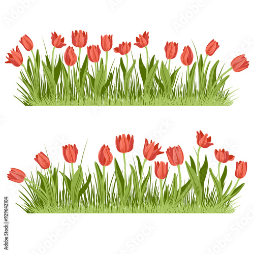 red tulips and green grass, spring flowers, vector drawing wild plants at white background, floral elements, hand drawn botanical illustration
