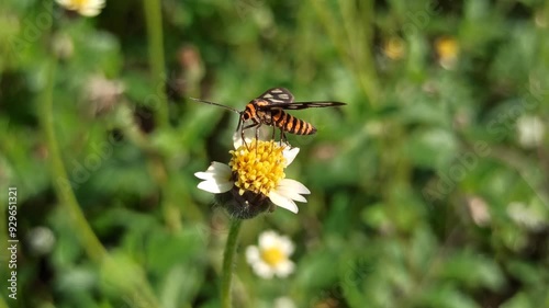 beauty of eressa moth on flower photo