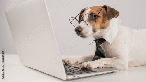 Cute Jack Russell Terrier dog wearing glasses and a tie sits at a laptop on a white background. 