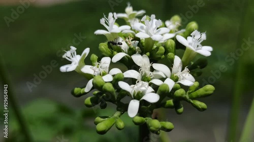 iodine flowers photo