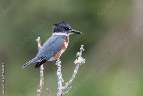 Belted Kingfisher perched. photo