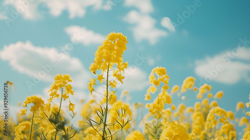 rapeseed field and cloudy blue sky ,A close-up of the yellow flowers of blooming rapeseed with a blue sky background ,Yellow Ranunculus acris on the Spring Sunny Lawn photo