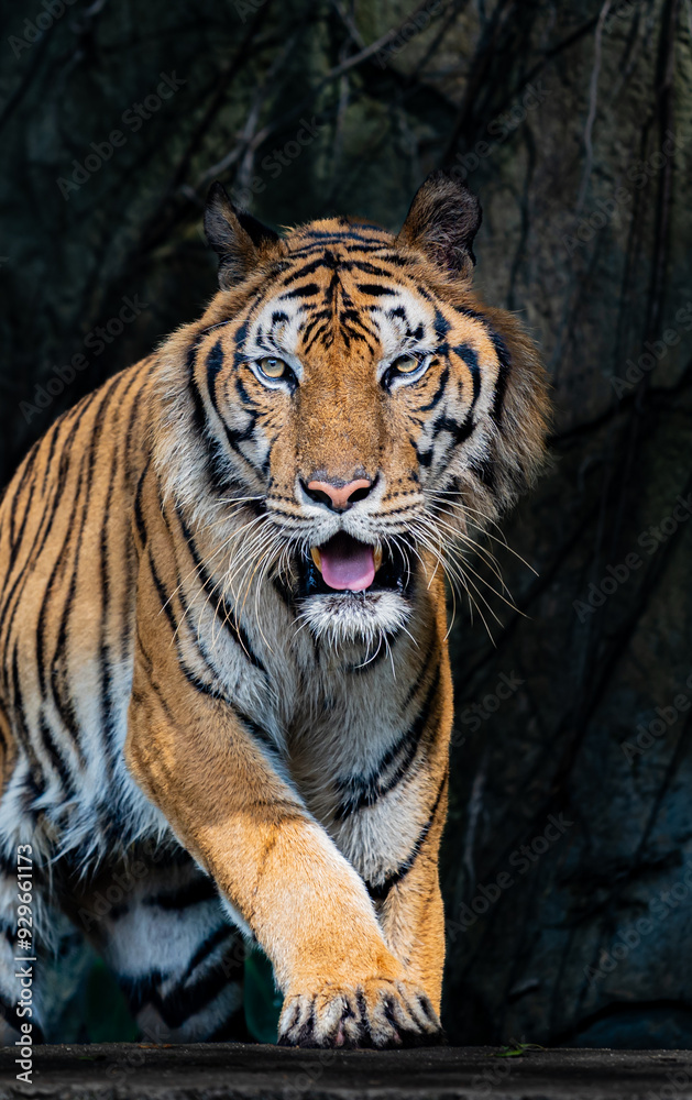 Tigers are fierce wild animals. Tigers are fierce wild animals.