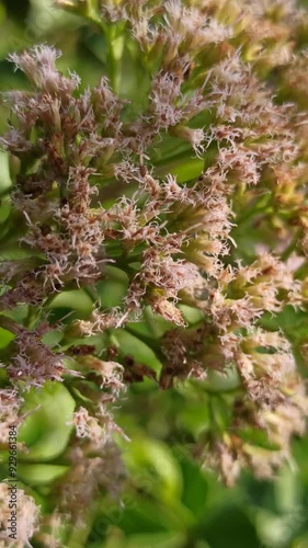 Pluchea indica flowers photo