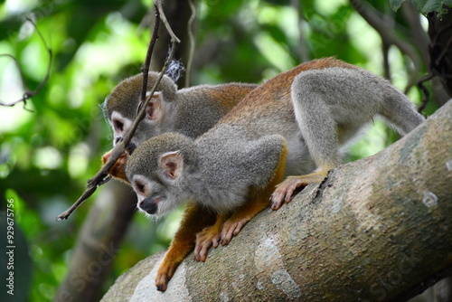 Two monkeys on a tree. 