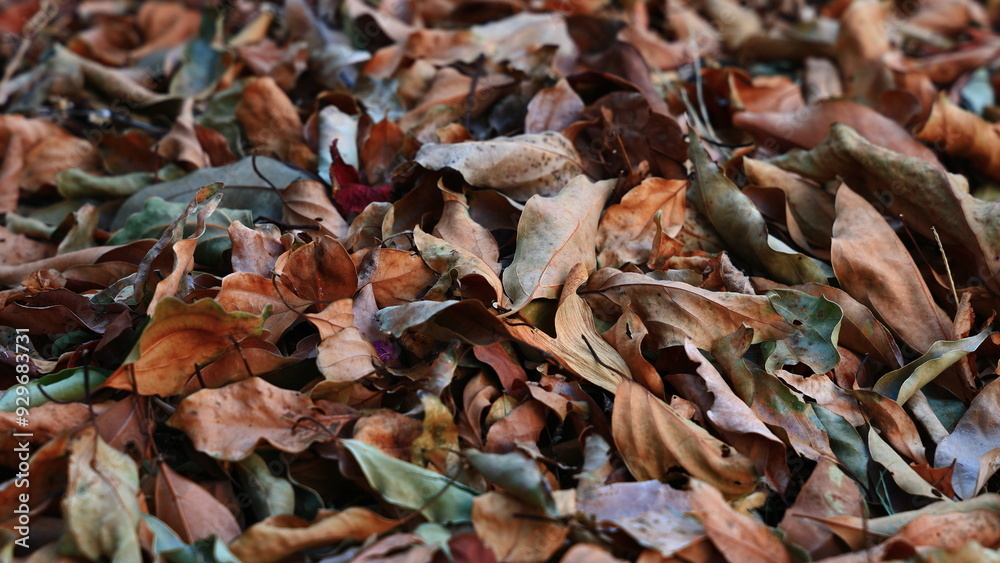 A carpet of fallen leaves fills the mountain path in autumn and winter A carpet of fallen leaves fills the mountain path in autumn and winter