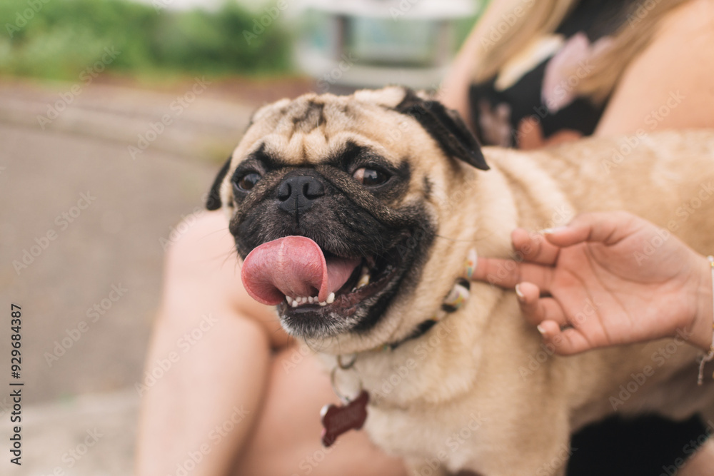 Obraz premium Young woman sitting on a basketball court with her pug dog, smiling and bonding. 
