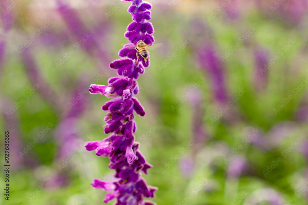 Bee collecting pollen on lavender flower, beautiful image Bee collecting pollen on lavender flower, beautiful image