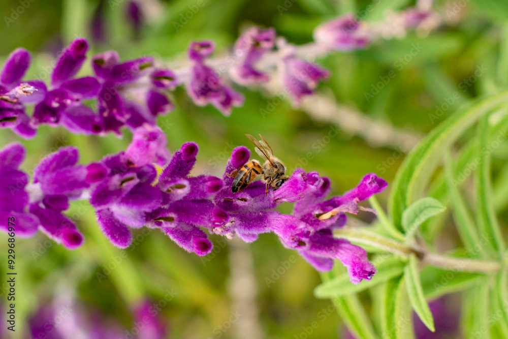 Bee collecting pollen and honey from lavender flower in pink flower garden Bee collecting pollen and honey from lavender flower in pink flower garden