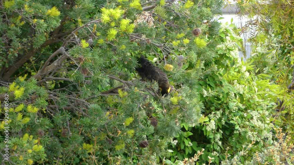 xanthanota, known as the southern yellow-tailed black cockatoo, feeding on a tree in Tasmania near Hobart