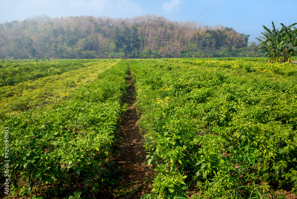 A field of green plants with a dirt path in the middle
