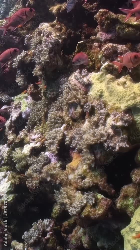 A beautiful underwater scene with many fish and coral. The fish are swimming in the water and the coral is green. Panorama Vertical video. A beautiful underwater scene with many fish and coral. The fish are swimming in the water and the coral is green. Panorama Vertical video.