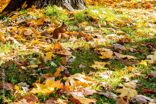 Cute squirrel in autumn leaves. Fall season in park. City park wildlife. Ginger color fur. Long fluffy tail. Cute animal in Autumn forest.