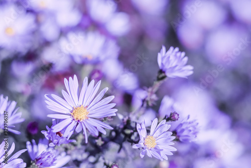 Wallpaper Mural Beautiful flowers Aster in autumn garden. Natural background in blue tone Torontodigital.ca