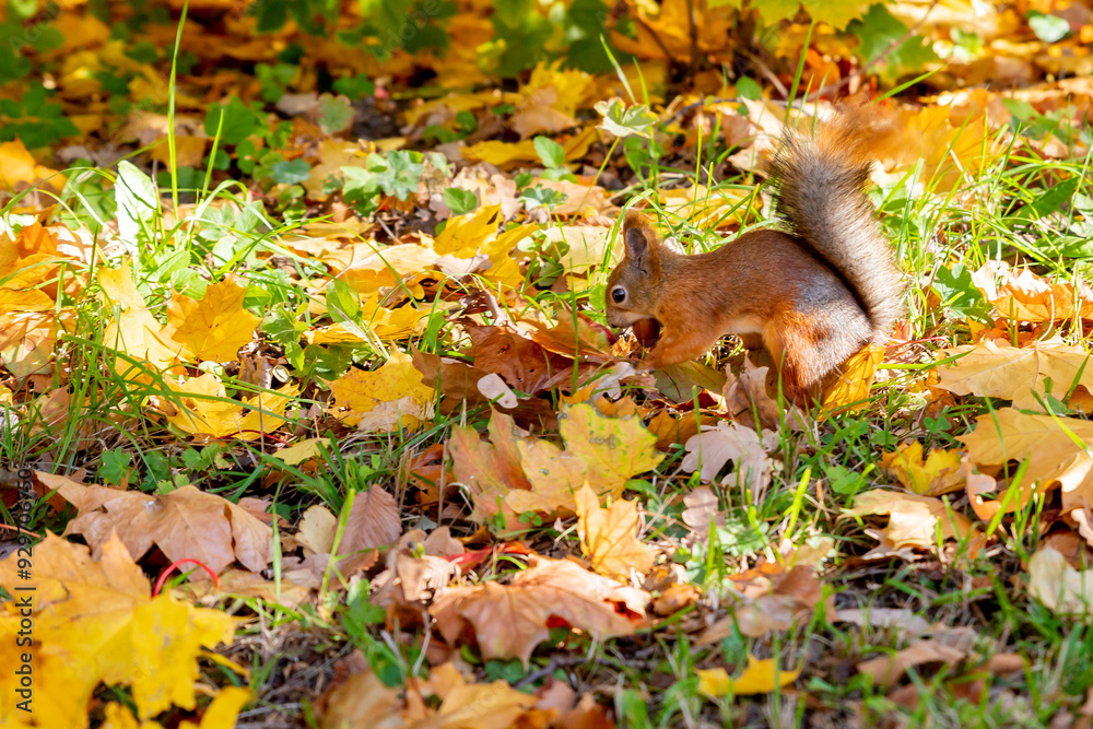 Cute squirrel in autumn leaves. Fall season in park. City park wildlife. Ginger color fur. Long fluffy tail. Cute animal in Autumn forest. Cute squirrel in autumn leaves. Fall season in park. City park wildlife. Ginger color fur. Long fluffy tail. Cute animal in Autumn forest.