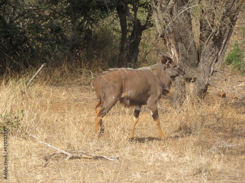elk in park national park