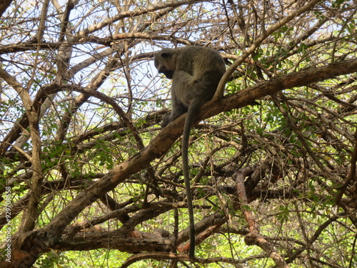 white tailed macaque