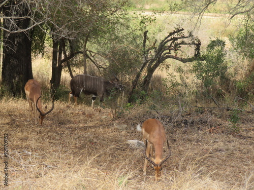 impala in the savannah