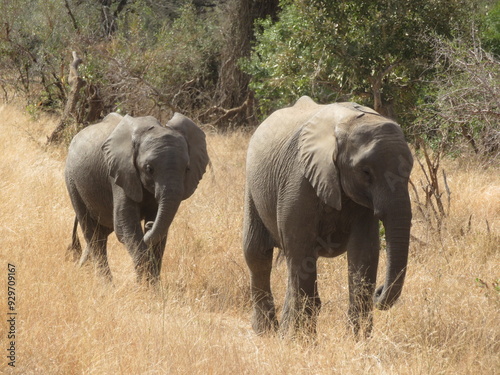 elephants in the savannah