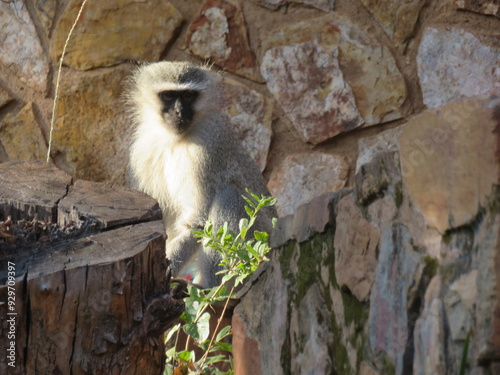 japanese macaque sitting on the rock