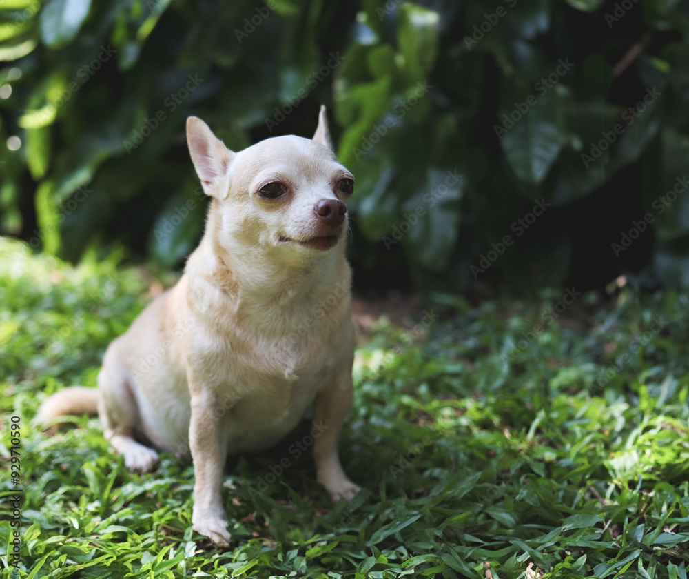 cute brown short hair chihuahua dog sitting on green grass in the garden, looking away curiously. cute brown short hair chihuahua dog sitting on green grass in the garden, looking away curiously.