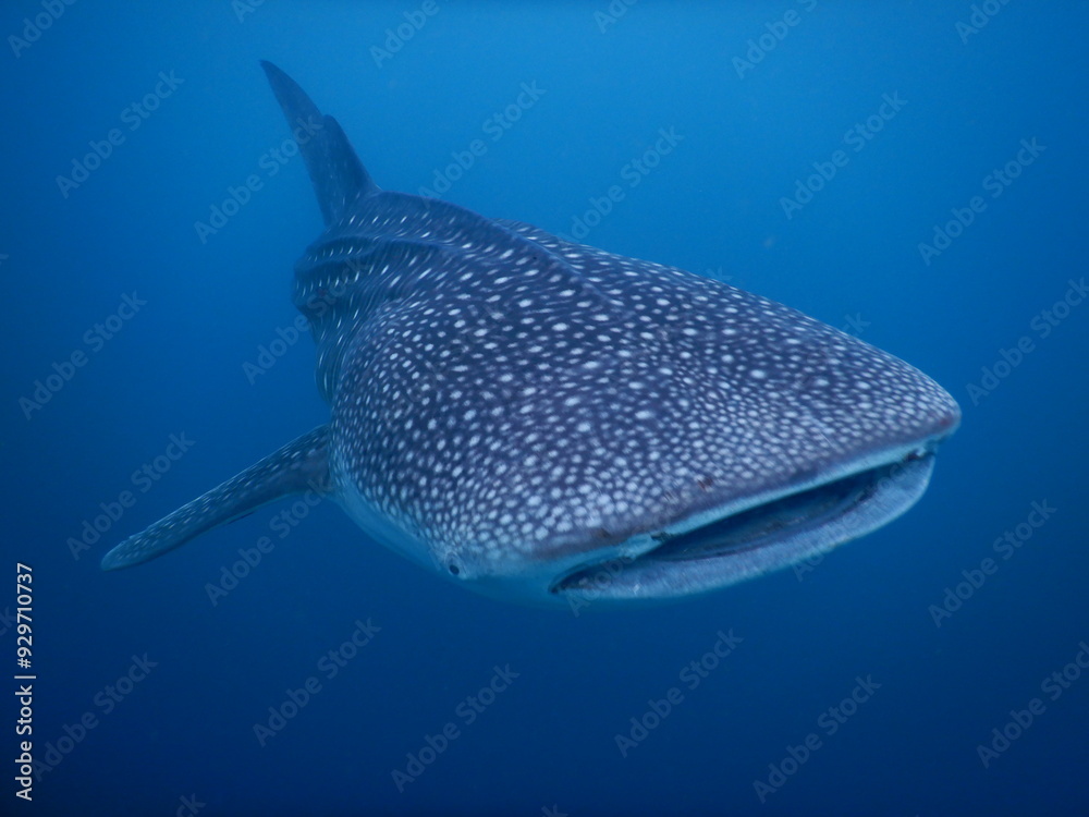 Naklejka premium Whale shark swimming underwater deep blue ocean