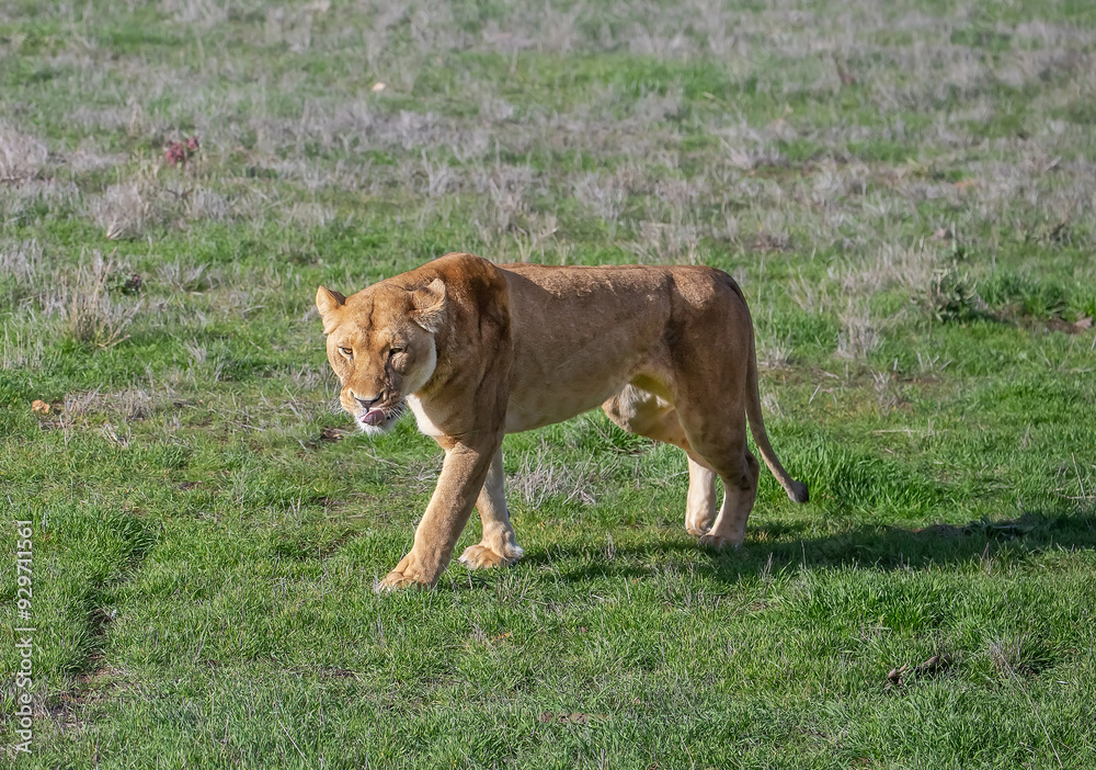 A lioness walks calmly on the green grass, wildlife photo A lioness walks calmly on the green grass, wildlife photo