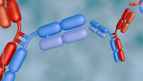 3d rendering of Bispecific antibodies or BsAbs have two distinct binding domains that can bind to two antigens or two epitopes of the same antigen simultaneously.  photo