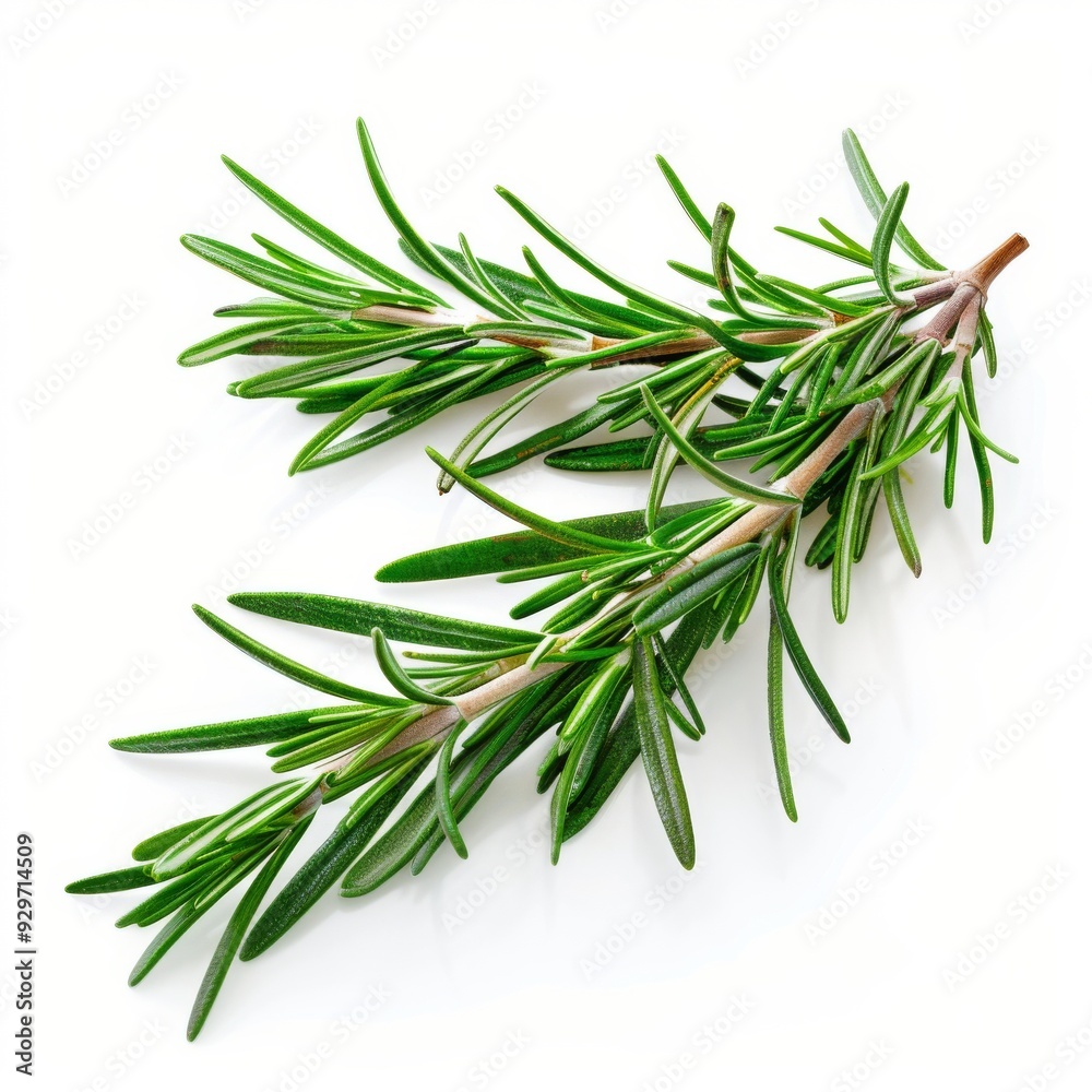 Fototapeta premium 3D Rosemary Leaves as Design Element