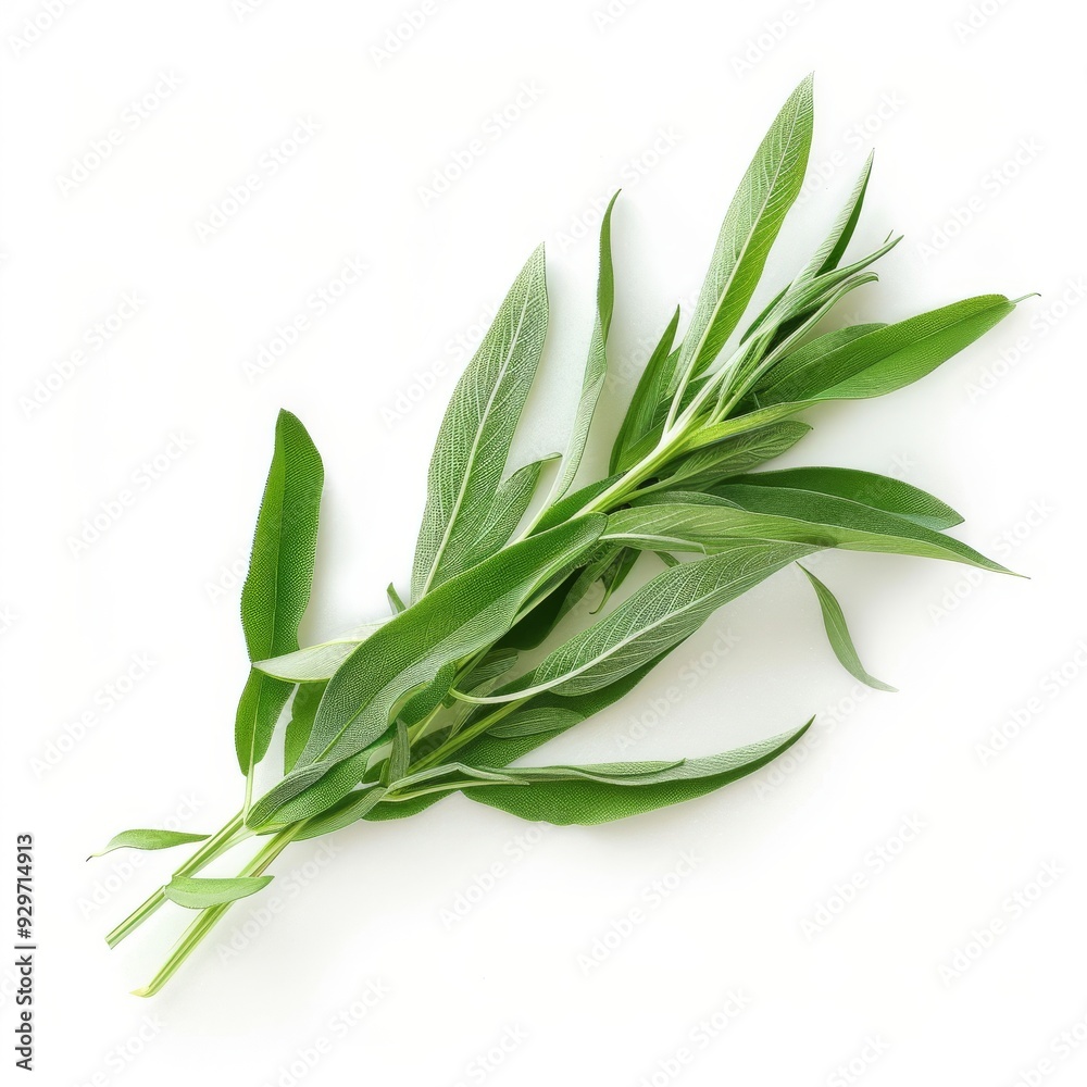 3D Tarragon Leaves 3D Tarragon Leaves
