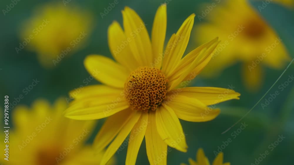 A close-up of the vibrant yellow False Sunflower (Heliopsis), showcasing its bright and cheerful blooms. Perfect for themes of gardening, nature, and floral beauty. A close-up of the vibrant yellow False Sunflower (Heliopsis), showcasing its bright and cheerful blooms. Perfect for themes of gardening, nature, and floral beauty.
