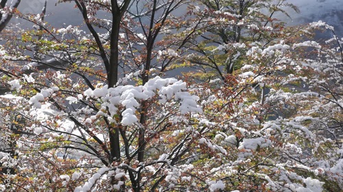 a close shot of fresh autumn snow on a beech tree near the trail to monte fitzroy in los glaciares national park of patagonian argentina photo