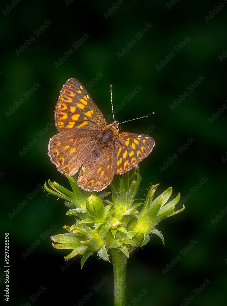 Close-up image of The Duke of Burgundy butterfly (Hamearis lucina) on a green plant with black background. Close-up image of The Duke of Burgundy butterfly (Hamearis lucina) on a green plant with black background.