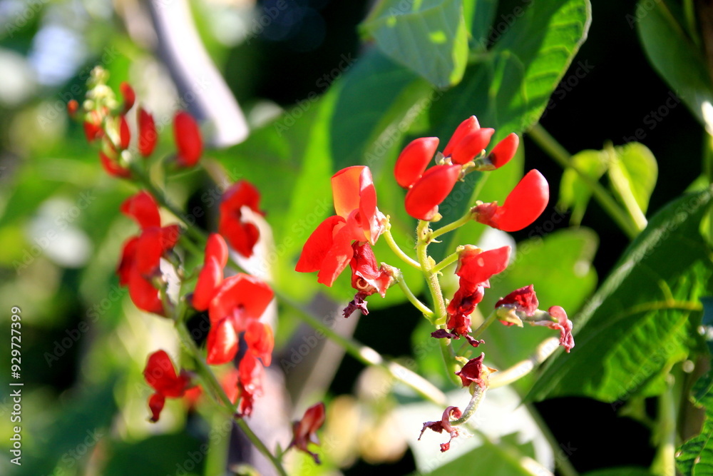 Blossom red bean garden with stem and leaves on a sunny day. Beautiful red scarlet flowers of Runner Bean plant (Phaseolus coccineus 'Enorma')