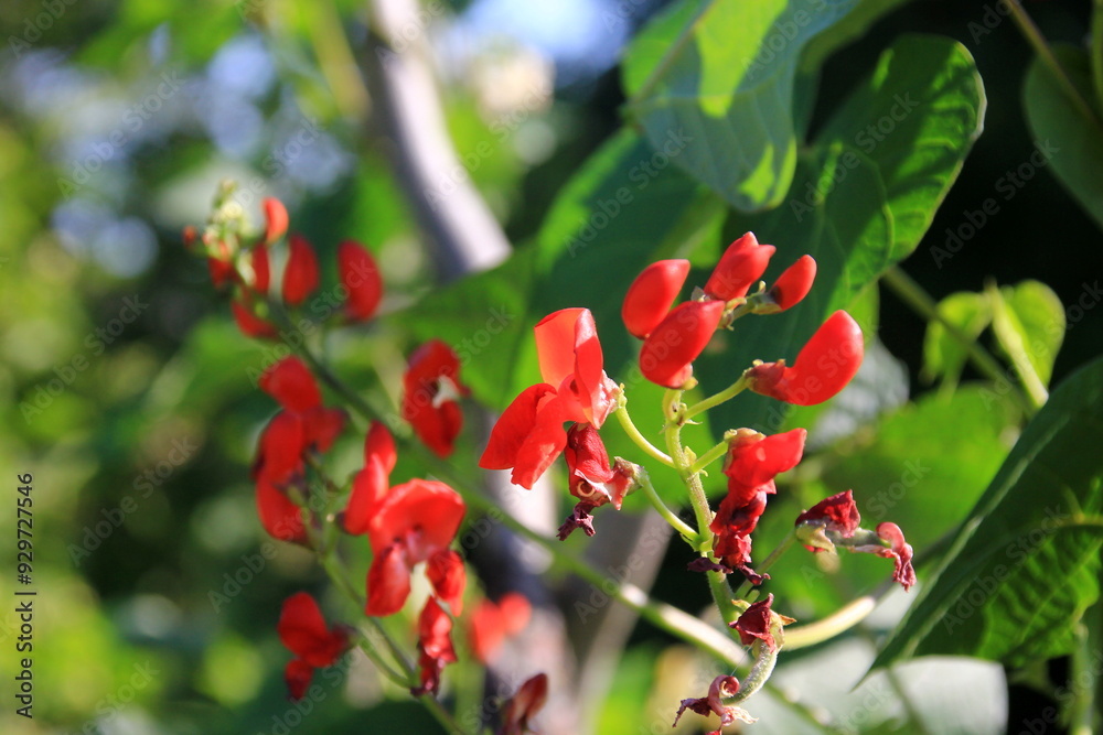 Blossom red bean garden with stem and leaves on a sunny day. Beautiful red scarlet flowers of Runner Bean plant (Phaseolus coccineus 'Enorma') Blossom red bean garden with stem and leaves on a sunny day. Beautiful red scarlet flowers of Runner Bean plant (Phaseolus coccineus 'Enorma')