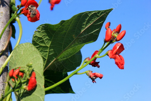 Foto Blossom red bean garden with stem and leaves on a sunny day