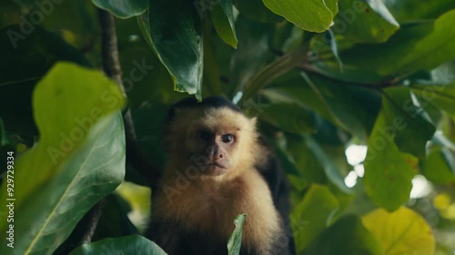 Curious wild Capuchin Monkey in a tropical jungle  photo