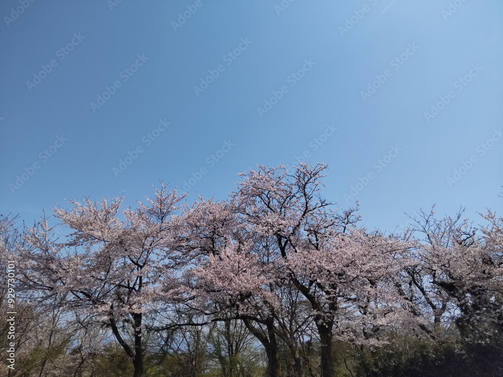 青空と満開の桜