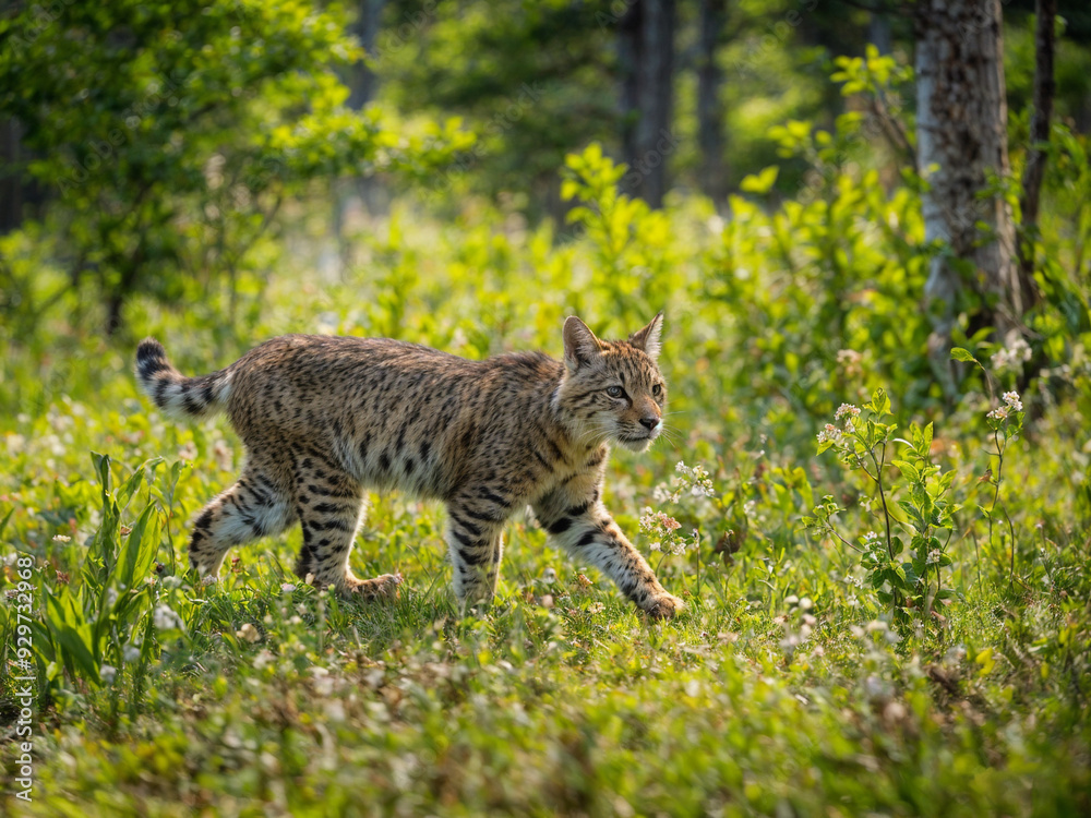 Obraz premium Wild Cat in Wild Orchid Forest 23