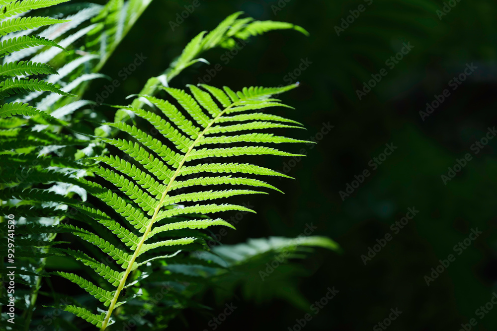 fern leaves in forest in sunshine. fern leaves in forest in sunshine.