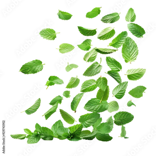 Falling Mint Leaves Isolated on Transparent or White Background, PNG