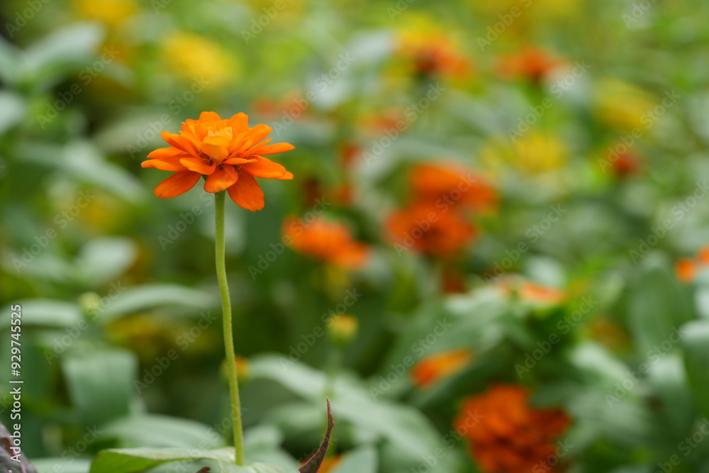 Orange flowers, green leaves for background image Orange flowers, green leaves for background image