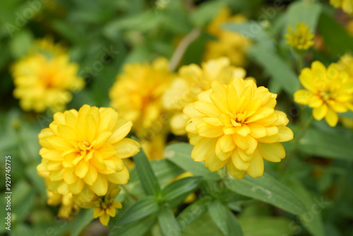 Yellow flowers green leaves for background image