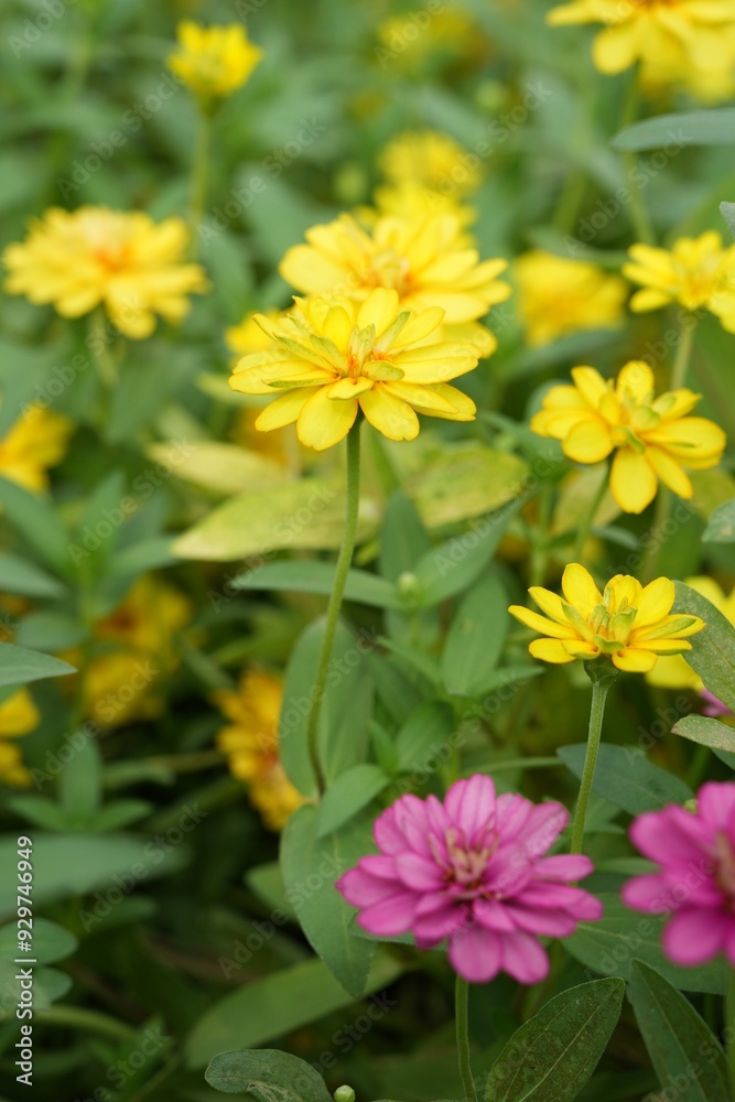 Yellow flowers green leaves for background image Yellow flowers green leaves for background image
