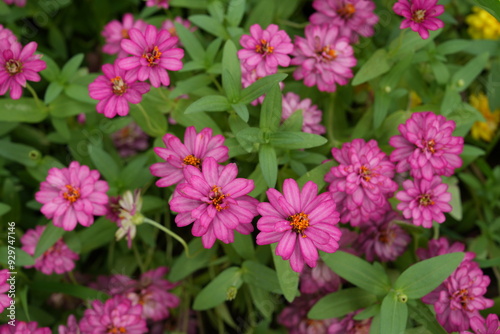 Dark pink flowers, green leaves for background image