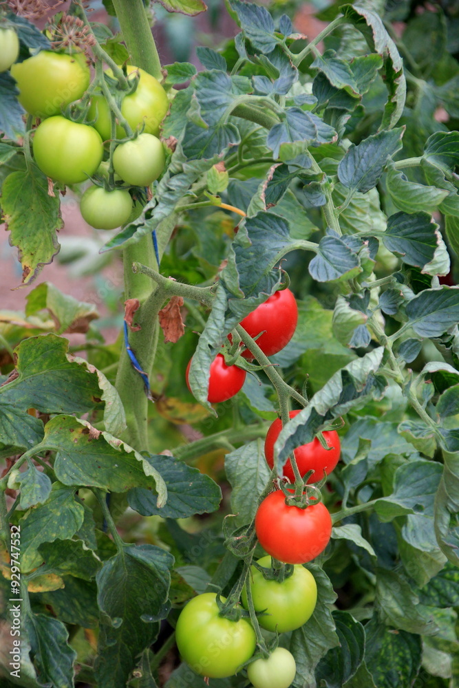Red tomatoes in the greenhouse. Both ripe and unripe tomatoes. Red and green growing tomatoes in a greenhouse Red tomatoes in the greenhouse. Both ripe and unripe tomatoes. Red and green growing tomatoes in a greenhouse