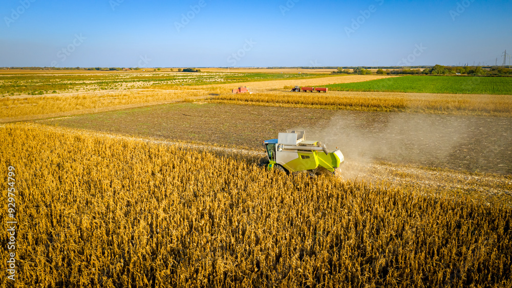 Fototapeta premium Above view on combine, harvester machine, harvest ripe maize