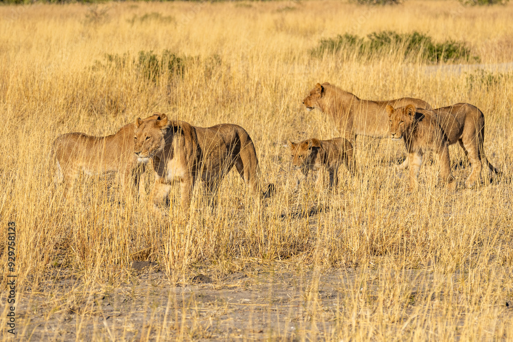 Big lion lying on savannah grass. Landscape with characteristic trees on the plain and hills in the background Big lion lying on savannah grass. Landscape with characteristic trees on the plain and hills in the background